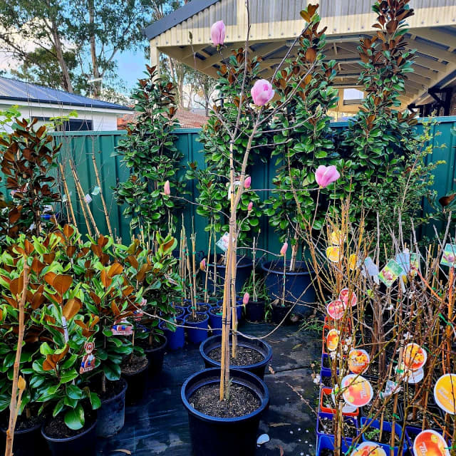 Magnolia Soulangeana San Jose Decidous Tree in 430mm pot Plants