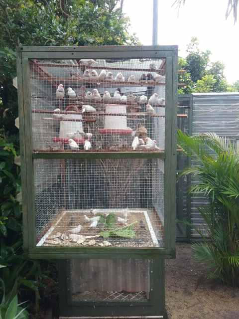 male zebra finches | Birds | Gumtree Australia Central Coast NSW Region