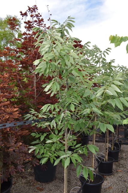 Urbanite Ash - Fraxinus urbdel 2.4m Best Quality & Price Winter Sale ...