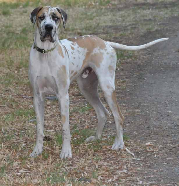 16 m old Fawnequin Desexed Male great Dane Good Guard Dog, great pet ...