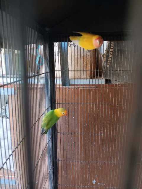 Mature lovebirds | Birds | Gumtree Australia Melville Area - Murdoch ...