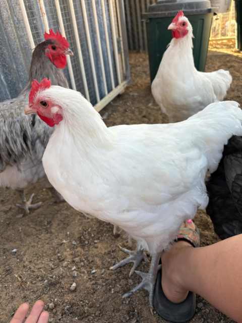 Purebred white Australorp Roosters | Livestock | Gumtree Australia ...