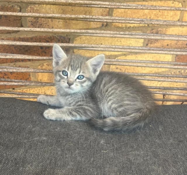 Shorthair x Ragdoll Kittens Cats & Kittens Gumtree Australia