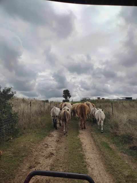 Charolais Cross Speckled Park. 4 Heiffers, 3 Steers, Varying From5 To 