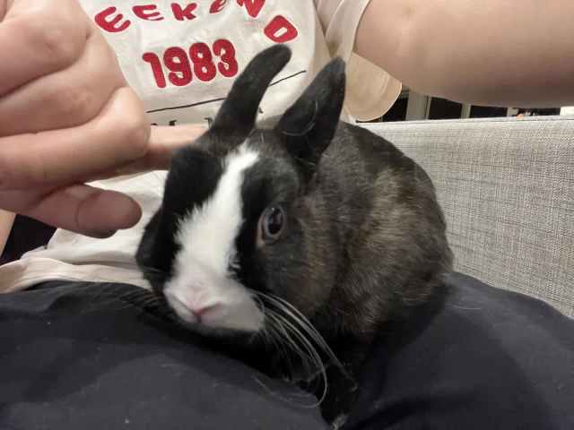 Purebred netherland dwarf female bunny | Rabbits | Gumtree Australia ...