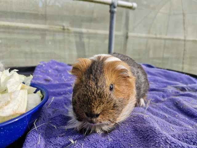 2 x male Guinea Pigs Other Pets Gumtree Australia Caloundra