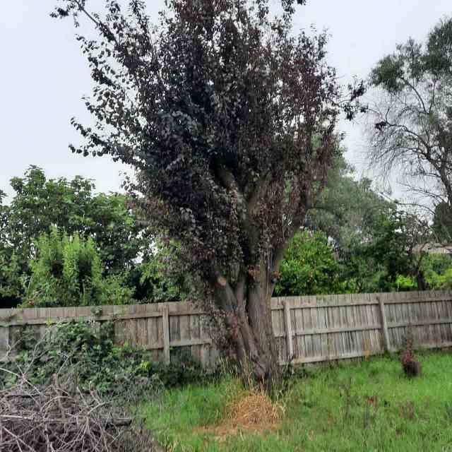 Free , Plum trees body capable of making cutting boards,bowls, spoons