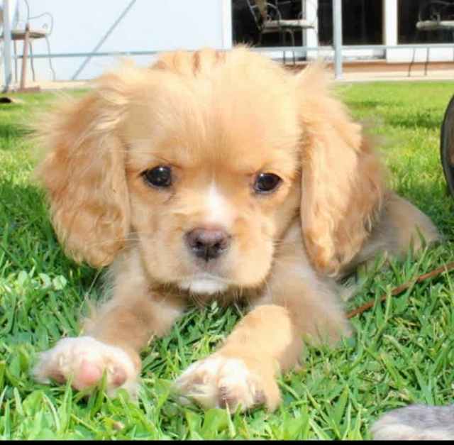 mini retreaver x Cavalier puppies Dogs & Puppies Gumtree Australia