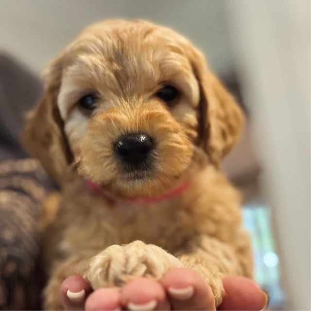 F1B MINI GROODLES Dogs & Puppies Gumtree Australia Kempsey Area