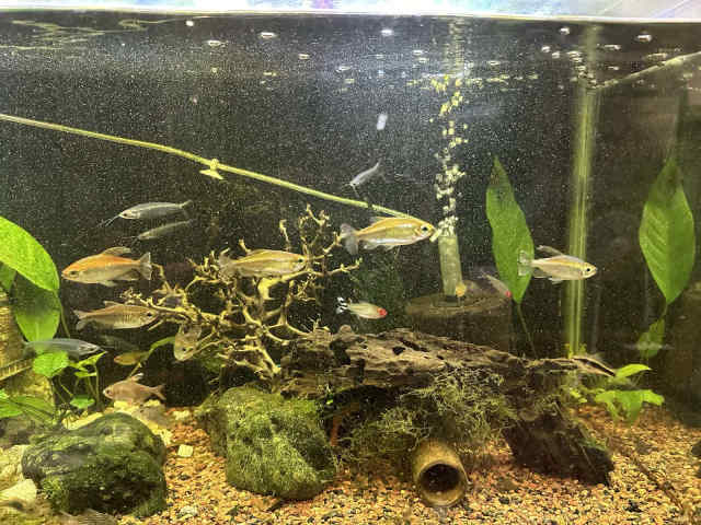 120L Tank Rescue - Full Tank - Must Take Everything! | Fish | Gumtree ...