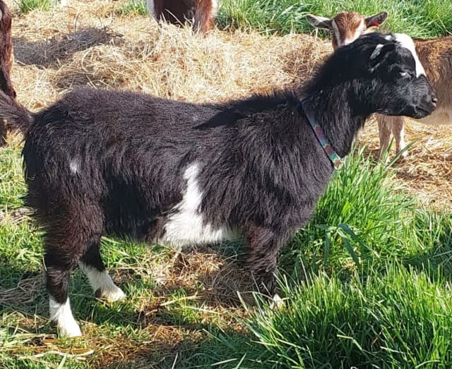Miniature goats Livestock Gumtree Australia Kentish Area