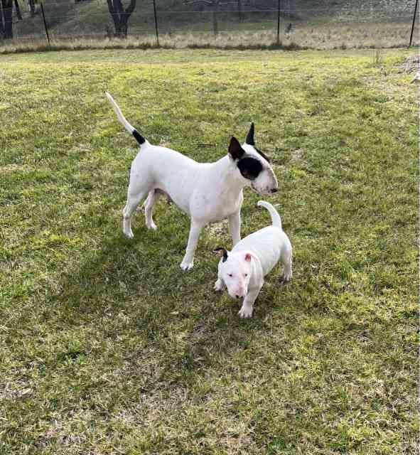 Purebred Bull Terrier Puppies Dogs & Puppies Gumtree Australia