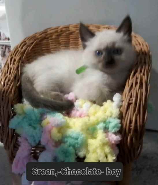 Ragdoll , 2 boys chocolate kittens Cats & Kittens Gumtree Australia