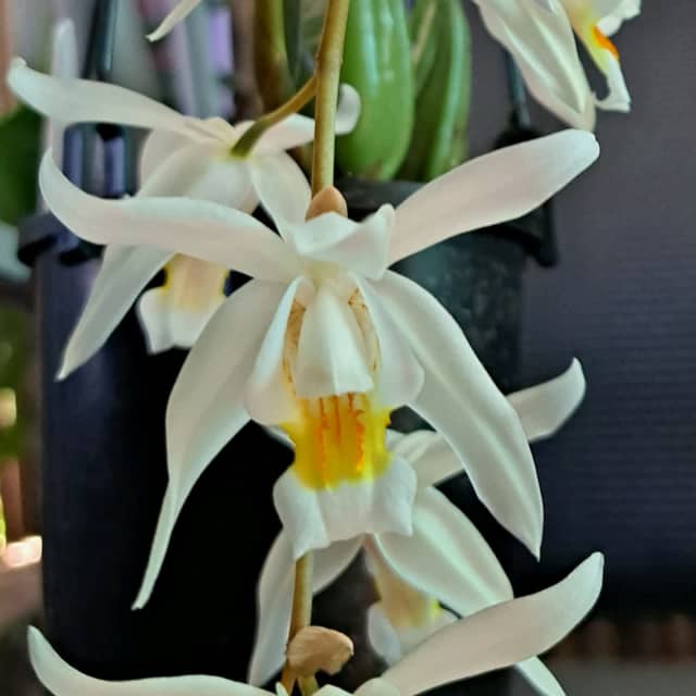 Orchid plant..coelogyne Plants Gumtree Australia Canterbury Area