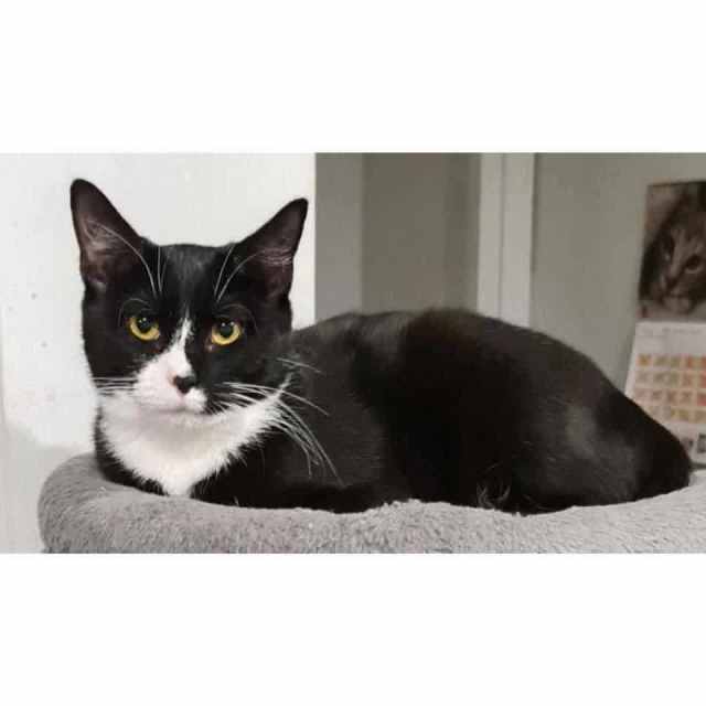 10015 Billie Eilish CAT for ADOPTION Vet Work Included Cats