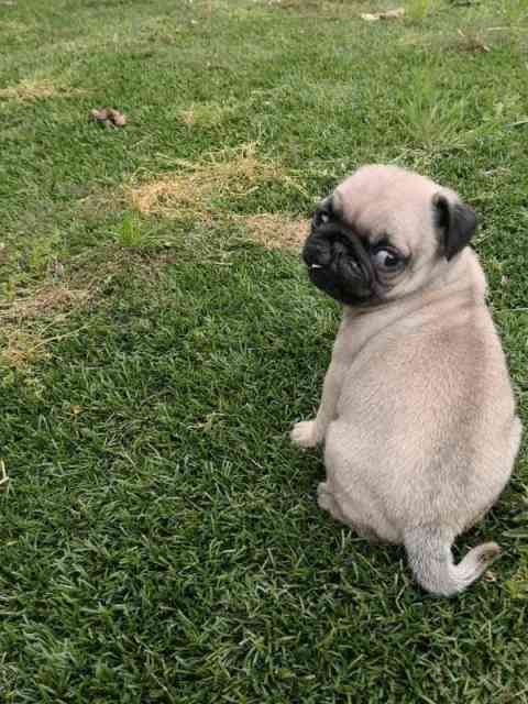 can a pug live in australia