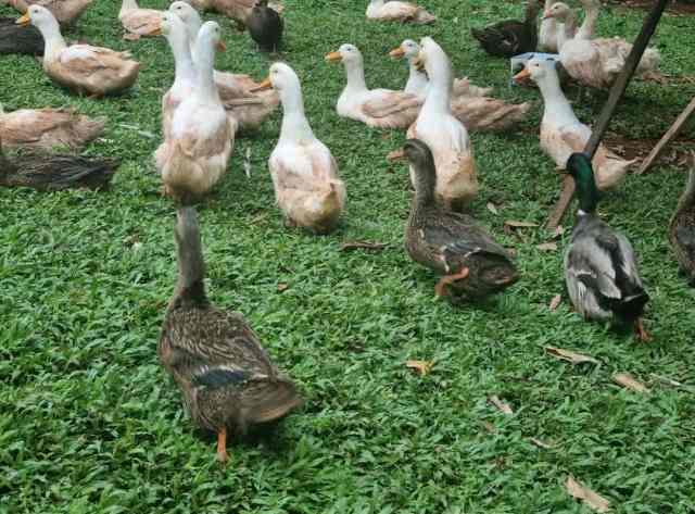 German Pekin / Rouen / Cayuga / Mallard-Cross / DUCKS FOR SALE ...