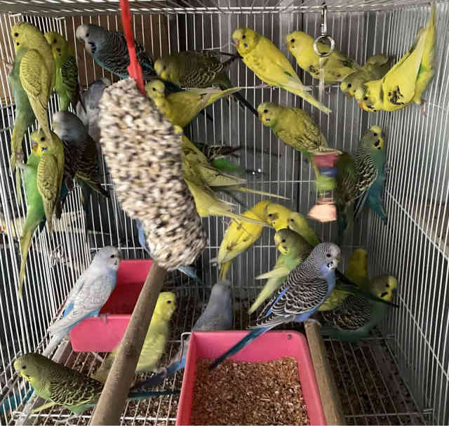 Budgies & other birds DEVONPORT Birds Gumtree Australia
