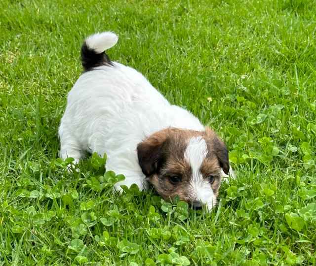 Purebred, Registered, Jack Russell, male, rough coat puppy | Dogs ...