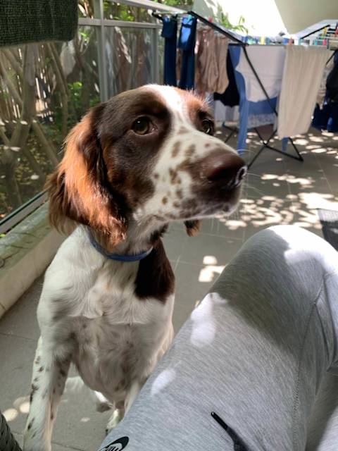 Springer Spaniel Brittany Spaniel Gumtree Springer Spaniel Beagle