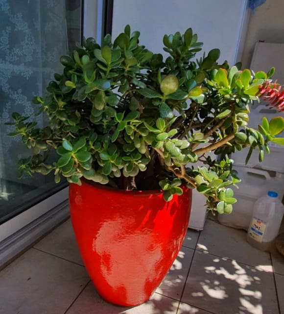 Jade plant (also known as money tree) Miscellaneous Goods Gumtree