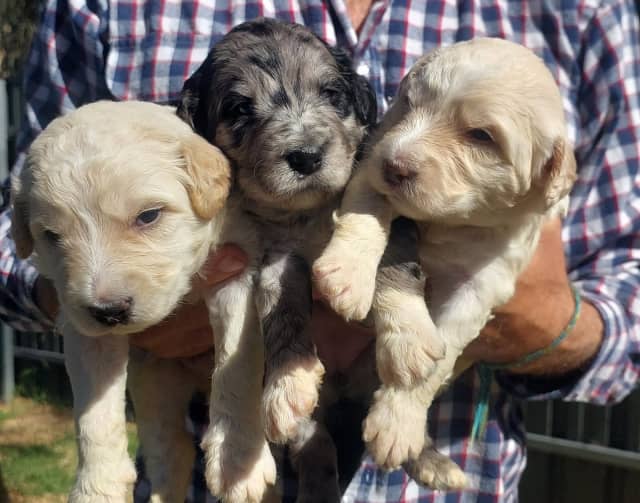 F1 Bordoodles ( Border Collie x Poodle | Dogs & Puppies | Gumtree ...