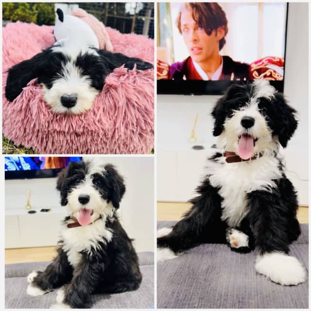 Sheepadoodle gumtree hot sale