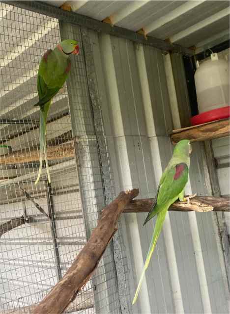 Friendly PROVEN Breeding Pair Alexandrines | Birds | Gumtree Australia ...