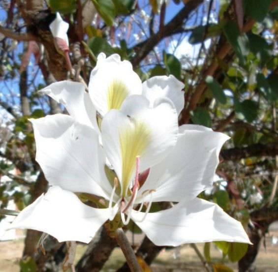 BAUHINIA ALBA CANDIDA WHITE PLANT SEEDS FOR SALE HERE Plants