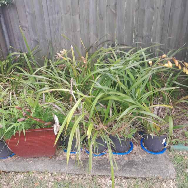 potted orchids Plants in Ingleside NSW Gumtree Australia