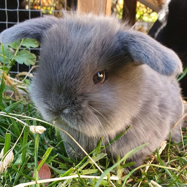 Mini lop bunny rabbits babies adults 🐰🌿 Rabbits Gumtree Australia Southern Midlands