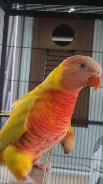 lutino/lorikeet bonding pair | Birds | Gumtree Australia Playford Area ...