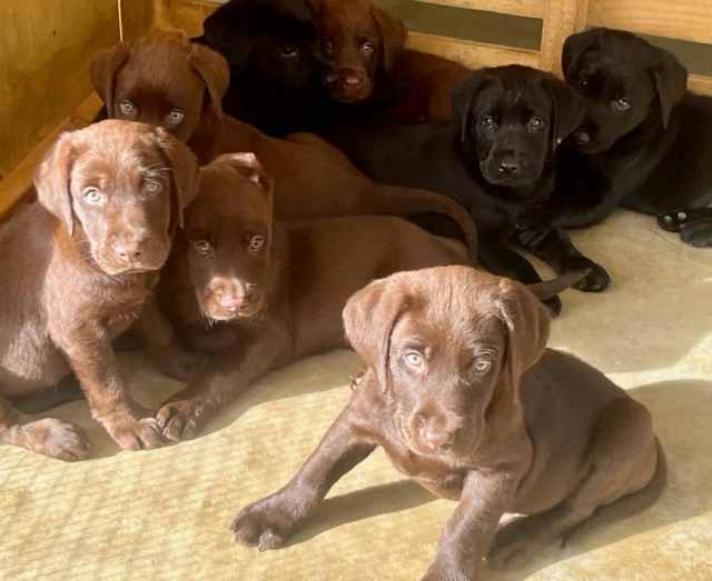 2 Labrador Puppies litter of 8 available 25 May Cairns Area.All sold