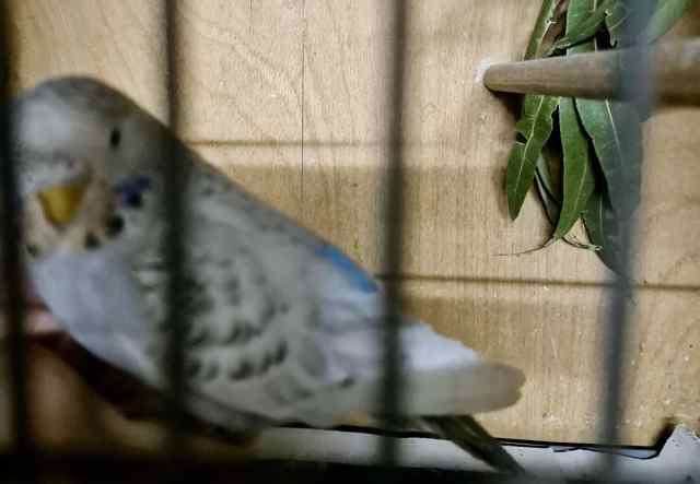 Blue Texas Clearbody Young Budgie Hen | Birds | Gumtree Australia Logan ...