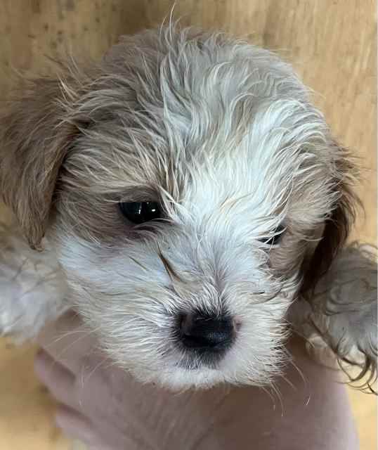 Shmoodle puppies males and female Dogs & Puppies Gumtree Australia Cessnock Area Cessnock