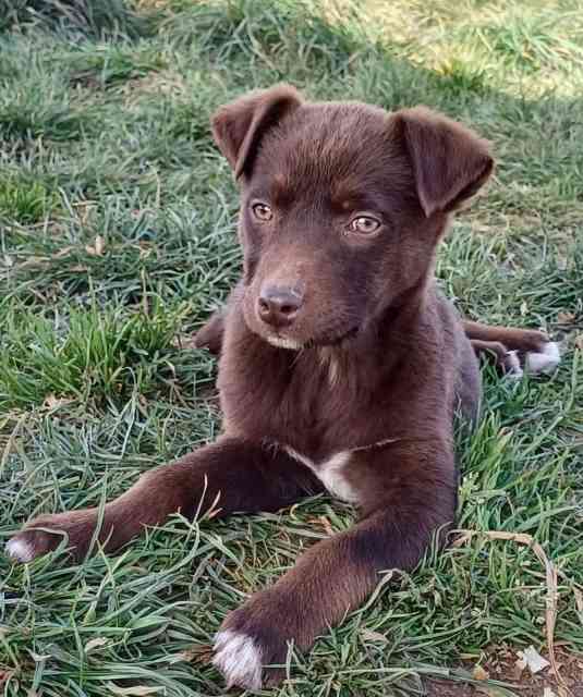 New Zealand Huntaway ( Kelpie ) x Labrador Retriever | Dogs & Puppies ...