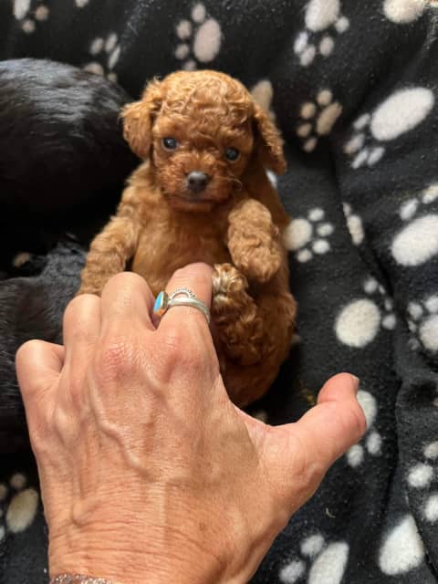 toy poodle cross puppies for sale