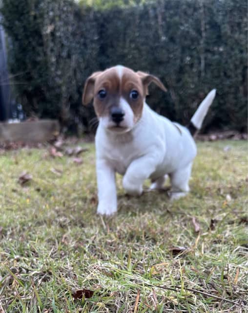 Purebred Jack Russells Dogs & Puppies Gumtree Australia Toowoomba