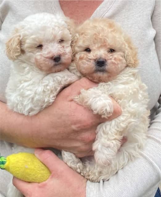 are toy poodles puppies smart dogs