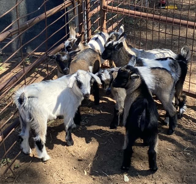 Miniature Baby Goats Livestock Gumtree Australia Gilgandra Area