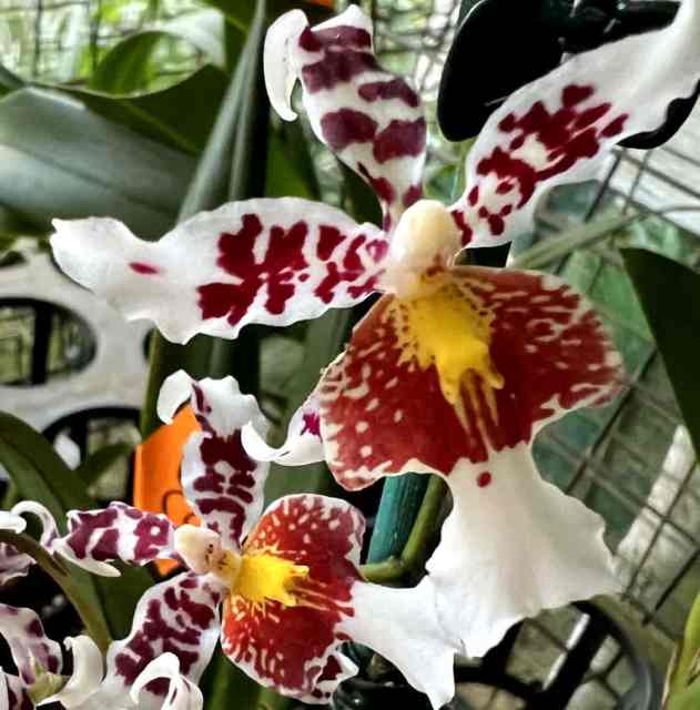 Orchids ALL In Flower ALL IN PHOTOS ARE FOR SALE + MORE!!! Plants