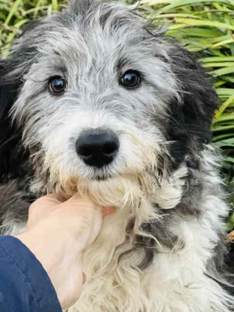 Miniature Silver and White Male Bordoodle | Dogs & Puppies | Gumtree ...