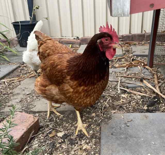4 lovely pet Chooks, chook hutch, grain and extras Birds Gumtree