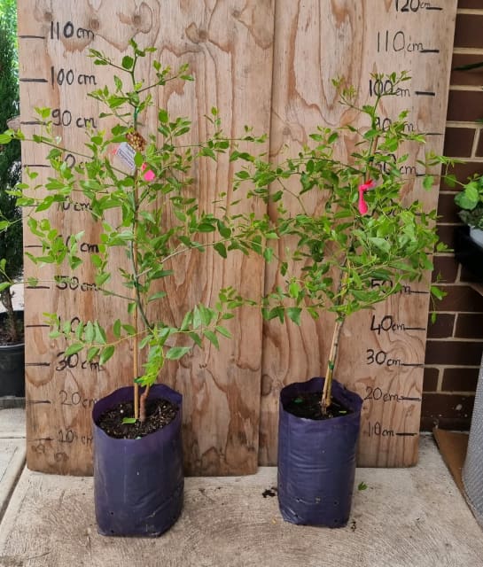 Very big and bushy Sugarcane jujube tree Noble Park VIC Plants