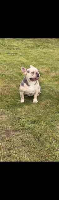 french-bulldog-male-pedigree-papers-mdba-dogs-puppies-gumtree