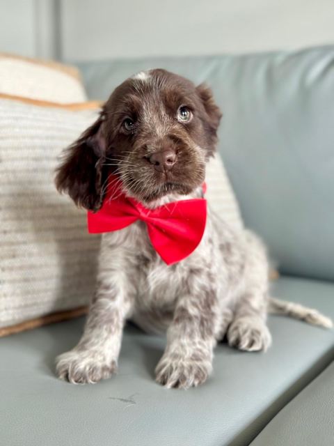 Cocker Spaniel Speagle Puppies DNA/Health Tested Dogs