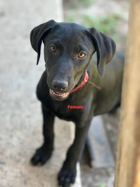 German shorthaired pointer x hot sale kelpie