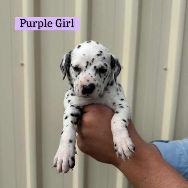 Purebred Dalmatian Puppies ★ Dogs & Puppies Gumtree Australia Dalby