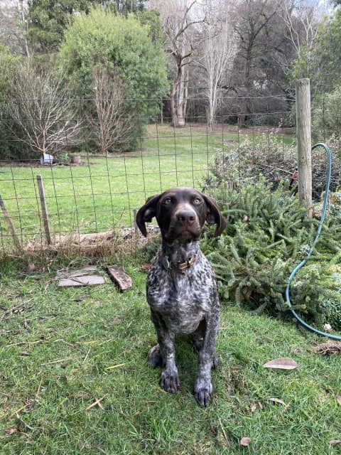 Do German Shorthaired Pointer Like To Cuddle