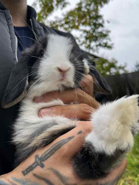 Blue Eyed Mini Lops Bunnies 